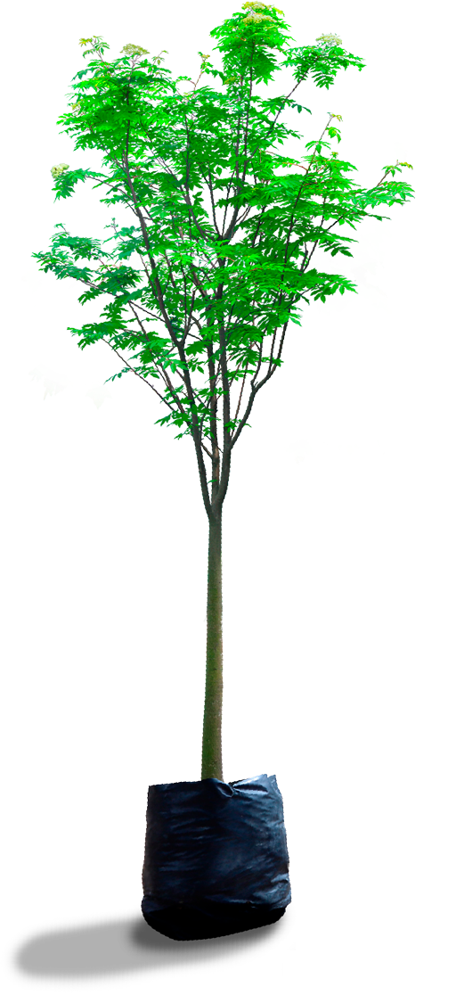 Planta un árbol para nuestra ciudad