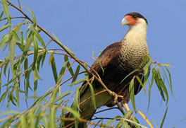 Parque Metropolitano de León - Biodiversidad