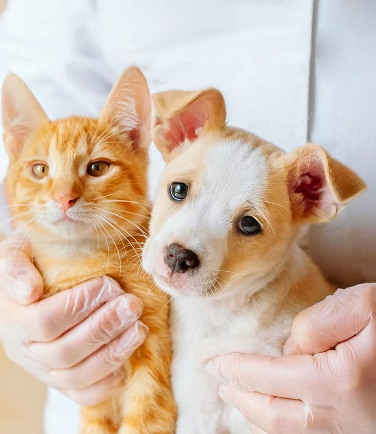 Cuidados POST –QUIRÚRGICOS para el servicio de ESTERILIZACIÓN de Mascotas
