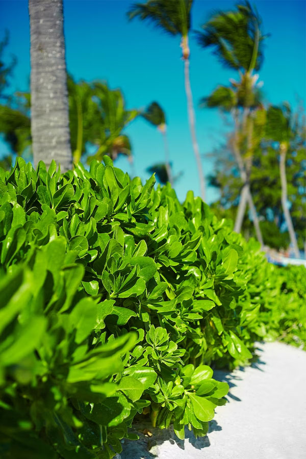 PLANTAS SILVESTRES EN EL PAISAJE URBANO