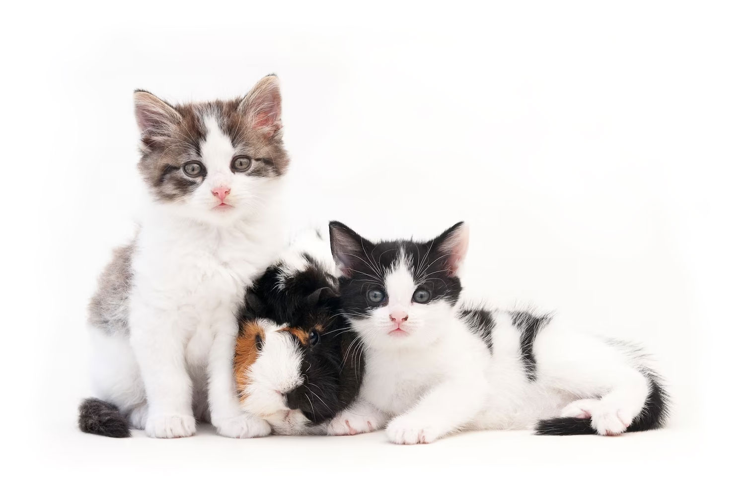 Cuidados POST –QUIRÚRGICOS para el servicio de ESTERILIZACIÓN de Mascotas